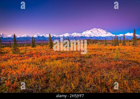 Mount Denali (McKinley) leuchtet bei Sonnenaufgang. Herbstfarbene Tundra im Vordergrund des Denali-Nationalparks und Naturschutzgebiets, Interior Alaska Stockfoto