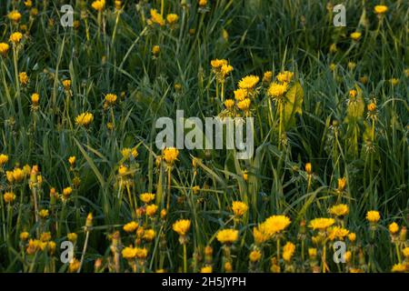 Leuchtend gelbe Löwenzahn, Taraxacum officinale, die an einem Abend ihre Blumen verschließt. Stockfoto