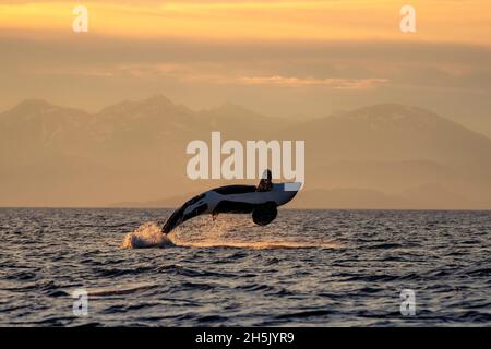 Killerwal (Orcinus orca) springt von der Wasseroberfläche des Lynn Canal mit den Chilkat Mountains im Hintergrund bei Sonnenuntergang Stockfoto