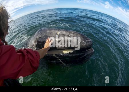 Kalifornisches graues Walkalb, das von einem Walbeobachtungsboot auftaucht. Stockfoto