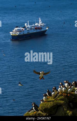 National Geographic Explorer, blaues Wasser, atlantische Papageientaucher auf Klippen, atlantische Papageientaucher (Fratercula arctica), Mykines, Färöer-Inseln, Dänemark Stockfoto