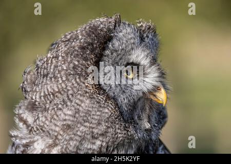 Großen grau-Eule (Strix Nebulosa) Stockfoto