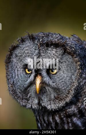 Großen grau-Eule (Strix Nebulosa) Stockfoto