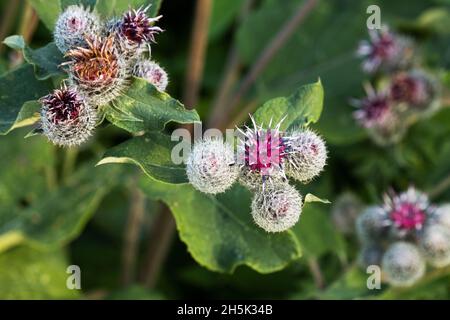 Blühendes Gras Woolly Burdock, Arctium tomentosum an einem Spätsommerabend in Estland, Nordeuropa. Stockfoto