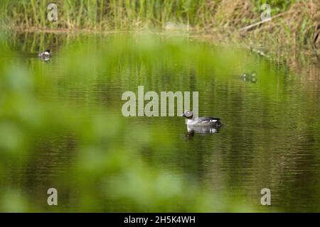 Weibliche Goldaugenente, Bucephala Clangula auf einem kleinen Teich in Estland. Stockfoto