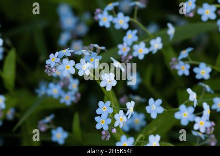 Winzige Blüten der alpinen vergessenen-mich-nicht-Blüte, Myosotis alpestris Blume in Estland, Nordeuropa. Stockfoto