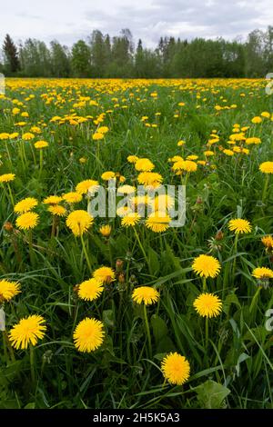Frühlingsgrünland bedeckt mit blühenden, leuchtend gelben Löwenzahn, Taraxacum officinale Blüten. Erschossen in Estland, Nordeuropa. Stockfoto