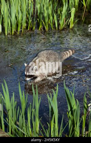 Waschbär im Stanley Park, Vancouver, Britisch-Kolumbien, Kanada Stockfoto