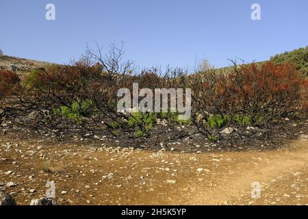 Nachwachsen der Pflanzen 3 Monate nach einem Sommerwildfeuer in der Algar-Region des Naturparks Sierras Subbeticas, Provinz Cordoba, Andalusien, Spanien Stockfoto