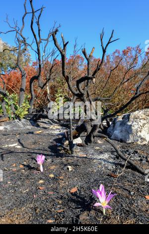 Nachwachsen der Pflanzen 3 Monate nach einem Sommerwildfeuer in der Algar-Region des Naturparks Sierras Subbeticas, Provinz Cordoba, Andalusien, Spanien Stockfoto