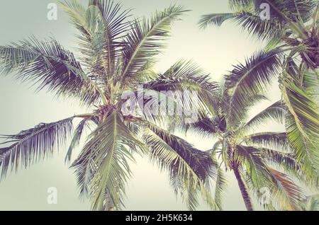 Zweigniederlassungen von Kokospalmen unter blauem Himmel - Vintage Retro Stil Stockfoto