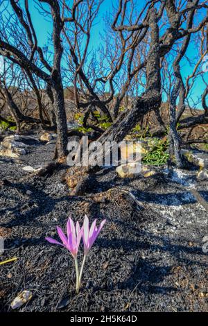 Nachwachsen der Pflanzen 3 Monate nach einem Sommerwildfeuer in der Algar-Region des Naturparks Sierras Subbeticas, Provinz Cordoba, Andalusien, Spanien Stockfoto