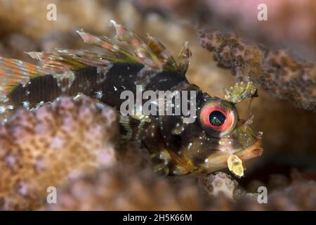 Nahaufnahme des endemischen, hawaiianischen Grünlionfish (Dendrochirus barberi); Maui, Hawaii, Vereinigte Staaten von Amerika Stockfoto