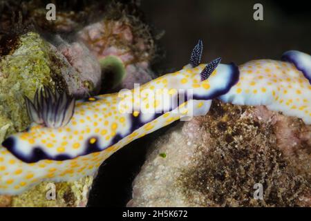 Nahaufnahme des Imperial Nudibranch (Hypselodoris imperialis); Maui, Hawaii, Vereinigte Staaten von Amerika Stockfoto