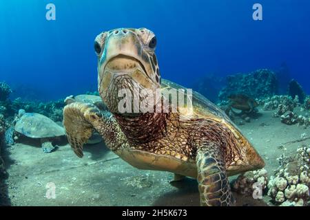 Nahaufnahme einer hawaiianischen grünen Meeresschildkröte (Chelonia mydas), die auf die Kamera schaut; Maui, Hawaii, Vereinigte Staaten von Amerika Stockfoto