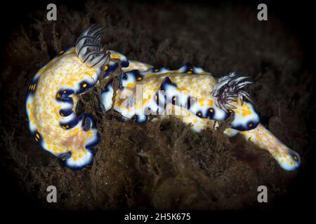 Nahaufnahme eines Paares von Imperial Nudibranch (Hypselodoris imperialis); Maui, Hawaii, Vereinigte Staaten von Amerika Stockfoto