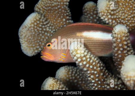 Der Bogenauge-Falkenfisch (Paracirrhites arcatus) versteckt sich in Geweih-Korallen (Acropora cervicornis); Maui, Hawaii, Vereinigte Staaten von Amerika Stockfoto