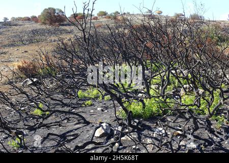 Nachwachsen der Pflanzen 3 Monate nach einem Sommerwildfeuer in der Algar-Region des Naturparks Sierras Subbeticas, Provinz Cordoba, Andalusien, Spanien Stockfoto