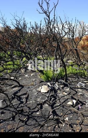 Nachwachsen der Pflanzen 3 Monate nach einem Sommerwildfeuer in der Algar-Region des Naturparks Sierras Subbeticas, Provinz Cordoba, Andalusien, Spanien Stockfoto