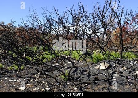 Nachwachsen der Pflanzen 3 Monate nach einem Sommerwildfeuer in der Algar-Region des Naturparks Sierras Subbeticas, Provinz Cordoba, Andalusien, Spanien Stockfoto