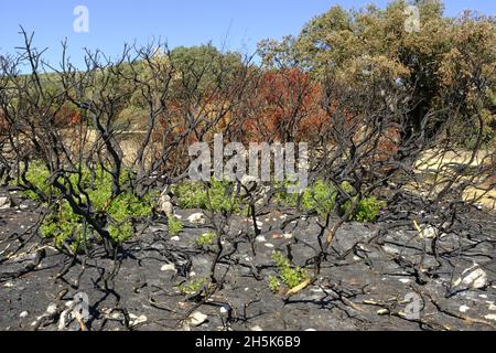 Nachwachsen der Pflanzen 3 Monate nach einem Sommerwildfeuer in der Algar-Region des Naturparks Sierras Subbeticas, Provinz Cordoba, Andalusien, Spanien Stockfoto