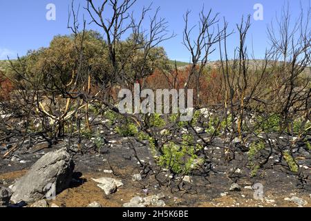Nachwachsen der Pflanzen 3 Monate nach einem Sommerwildfeuer in der Algar-Region des Naturparks Sierras Subbeticas, Provinz Cordoba, Andalusien, Spanien Stockfoto