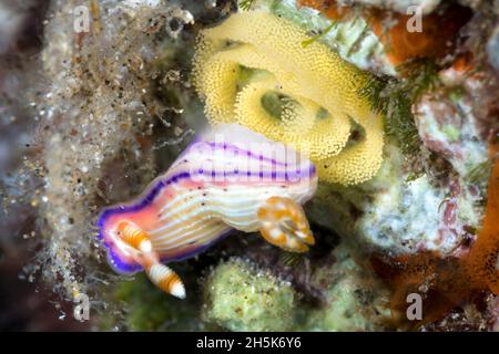 Heuschreckenzweig (Hypselodoris Bauernei) mit Eimasse, Maui; Hawaii, Vereinigte Staaten von Amerika Stockfoto