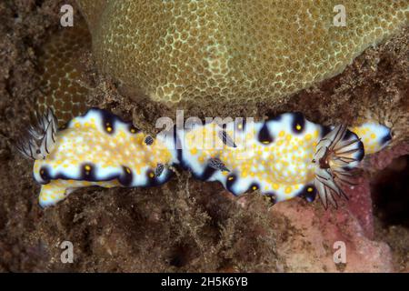 Zwei Risbecia imperialis, Imperial Nudibranch (Hypselodoris imperialis), Maui; Hawaii, Vereinigte Staaten von Amerika Stockfoto