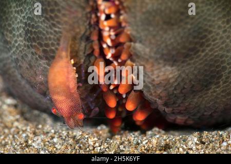 Nahaufnahme einer orangefarbenen Garnele (Caridea) auf einem Seestern (Asteroidea), Maui; Hawaii, Vereinigte Staaten von Amerika Stockfoto