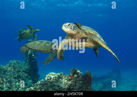 Drei hawaiianische grüne Meeresschildkröten (Chelonia mydas) schwimmen in Lahaina, Honu, Maui; Hawaii, Vereinigte Staaten von Amerika Stockfoto