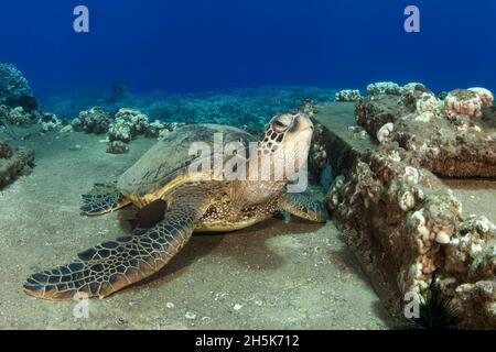 Porträt einer hawaiianischen grünen Meeresschildkröte (Chelonia mydas), die auf dem Riff in Lahaina, Honu, Maui, ruht; Hawaii, Vereinigte Staaten von Amerika Stockfoto