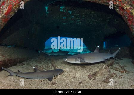 Whitetip Reef Sharks (Triaenodon obesus) ruhen im Sand auf dem Meeresboden in einer Meereshöhle bei Mala Wharf, Lahaina, Maui Stockfoto