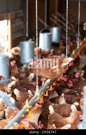 Hühner (Gallus gallus domesticus), die in einem Hühnerstall auf der Rondriso Farm in Surrey, British Columbia, Kanada füttern Stockfoto