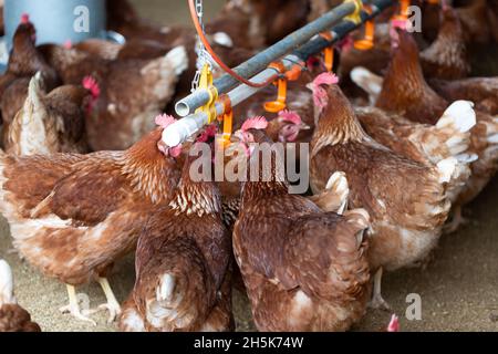 Nahaufnahme von Hühnern (Gallus gallus domesticus), die in einem Hühnerstall auf der Rondriso Farm in Surrey, British Columbia, Kanada füttern Stockfoto
