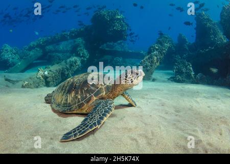 Porträt einer jungen, hawaiianischen grünen Meeresschildkröte (Chelonia mydas), die im Sand in Lahaina, Honu, Maui, ruht; Hawaii, Vereinigte Staaten von Amerika Stockfoto