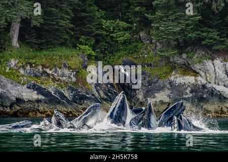 Wassermöwe (Larus glaucescens) über Blasennetz, das Buckelwale füttert (Megaptera novaeangliae) Stockfoto