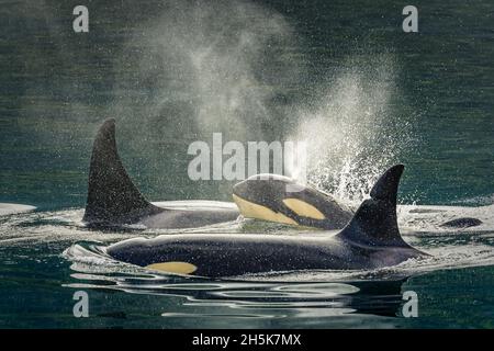 Familiengruppe, Killerwal-Kalb, Orca (Orcinus Orca), Johnstone Strait in der Nähe von Robson Bight (Michael Biggs) Ecological Reserve Stockfoto