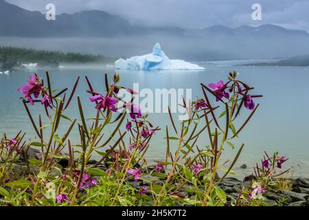 Fireweed (Chamaenerion angustifolium) und geformter blauer Eisberg in Bear Glacier Lagoon, Kenai Fjords National Park; Alaska, USA Stockfoto