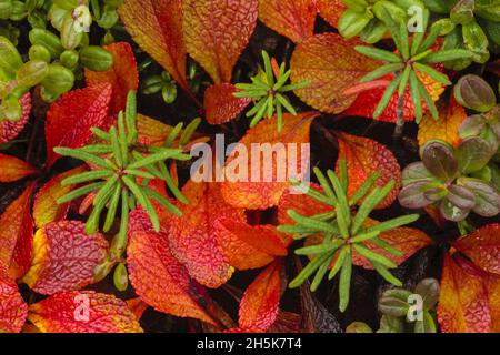 Nahaufnahme der Herbstfarbe auf der Tundra, rote Alpenbeerkirsche (Arctostaphylos alpina) Stockfoto