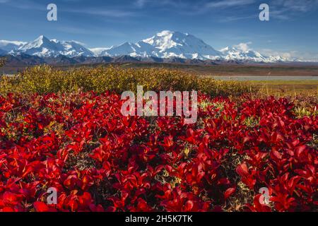Herbstfarbe, rote Alpine Bearberry (Arctostaphylos alpina) und Denali (20.310 Fuß hoch), alias Mount McKinley, ist Nordamerikas höchster Gipfel Stockfoto