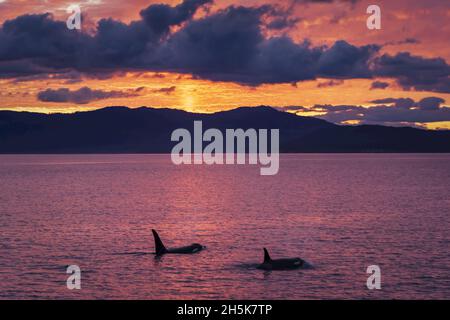 Biggs Killerwale oder Orca (Orcinus Orca) schwimmen zu einem farbenfrohen Sonnenuntergang auf den San Juan Islands; Washington, USA Stockfoto