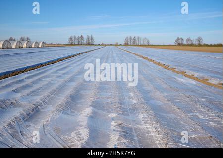 Ackerfeld, Boden bedeckt mit landwirtschaftlicher Kunststoff-Mulchfolie mit einer Reihe von Gewächshäusern im Frühjahr; Hessen, Deutschland Stockfoto