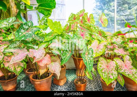 Viele Caladiums in Tontöpfen in einem Gewächshaus auf einer Fensterbank Stockfoto