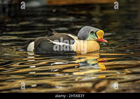 König Eider (Somateria spectabilis) schoss im Seward Sealife Center in Seward; Seward, Alaska, USA Stockfoto