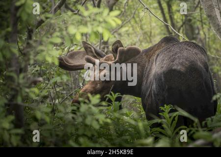 Bullenelch (Alces alces), der im Wald am Anfang des wachsenden Geweihstacks steht und über die Schulter zurück auf die Kamera blickt Stockfoto