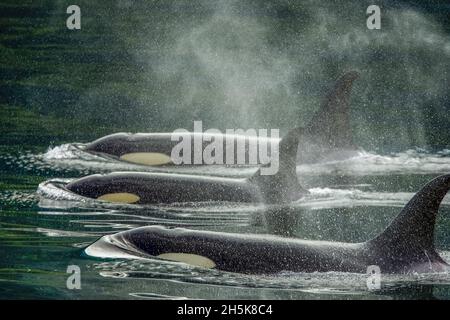 Familiengruppe, Killerwal-Kalb, Orca (Orcinus Orca), Johnstone Strait in der Nähe von Robson Bight (Michael Biggs) Ecological Reserve Stockfoto