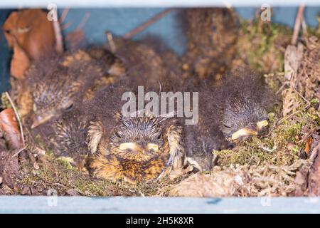 Rotkehlchen, Küken im Nistkasten, Halbhöhle, Halbhöhlenkasten, Nest, Erithacus rubecula, Rotkehlchen, Rotkehlchen, Nest, Le Rouge-Schlucht Stockfoto