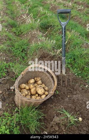 Kartoffeln im Korb, biologischer Anbau Stockfoto