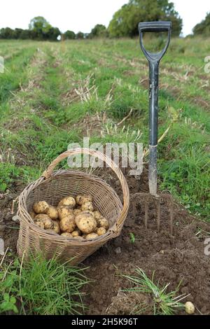 Kartoffeln im Korb, biologischer Anbau Stockfoto