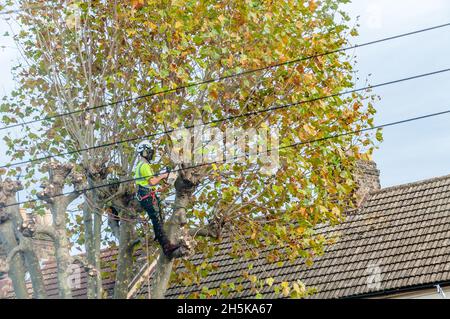 Ein Baumchirurg schneidet und trimmt einen Baum in Newham, London Stockfoto